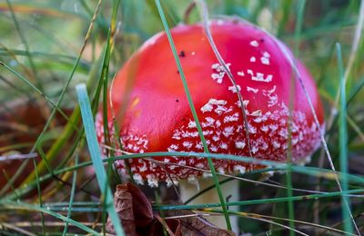 Close-up of fly agaric mushroom on field