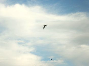 Low angle view of bird flying against sky