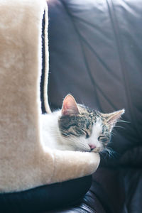 Cat sleeping in a cat bed on a couch