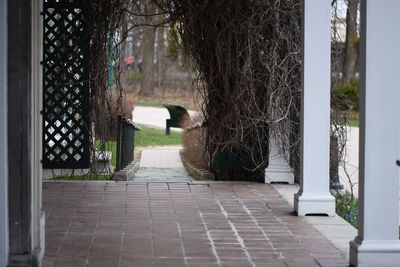 Close-up of plants against the sky