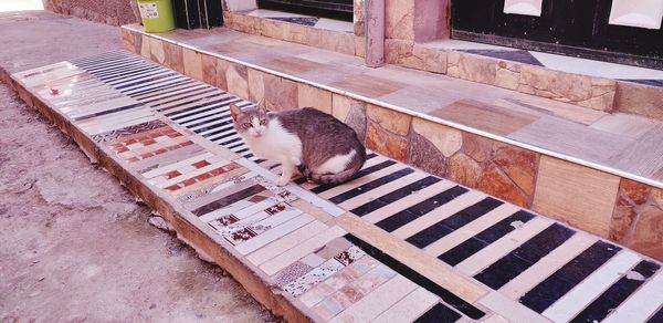 High angle view of cat sleeping