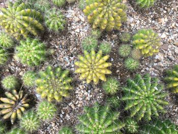 High angle view of succulent plant on field