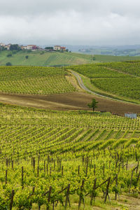 Scenic view of vineyard against sky