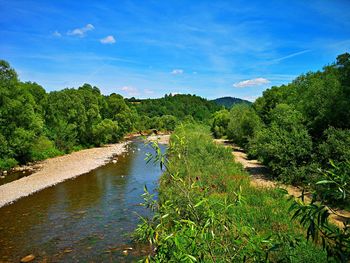 Scenic view of river amidst trees against sky