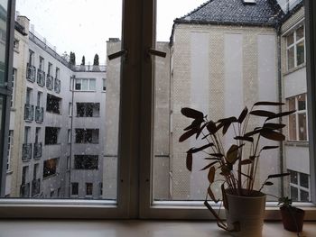 Close-up of potted plant against building