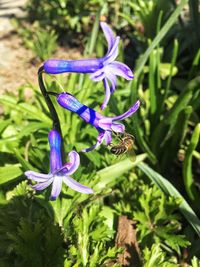 Close-up of purple flowers blooming outdoors