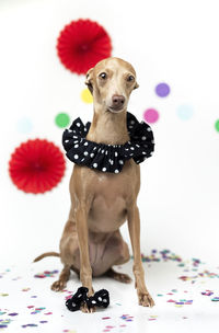 Portrait of dog against white background