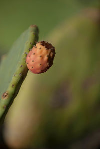 Close-up of silhouette tree on plant