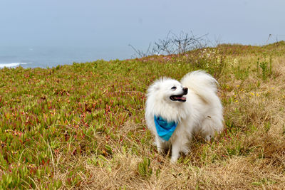 Dog running on grassy field