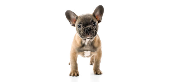 Portrait of dog against white background