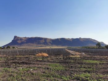 Scenic view of field against clear sky