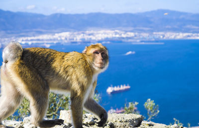 Monkey on rock by sea against sky