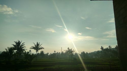 Sunlight streaming through trees on field against sky