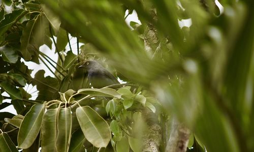 Low angle view of bird on plant