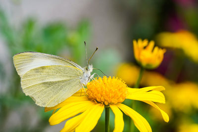 Close-up of butterfly pollinating on yellow flower