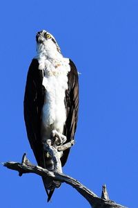 Low angle view of eagle perching on branch against blue sky