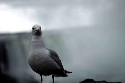 Close-up of bird perching against sky