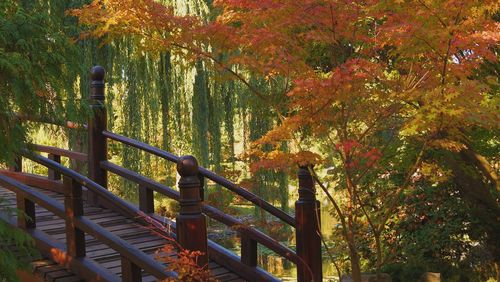 Trees in forest during autumn