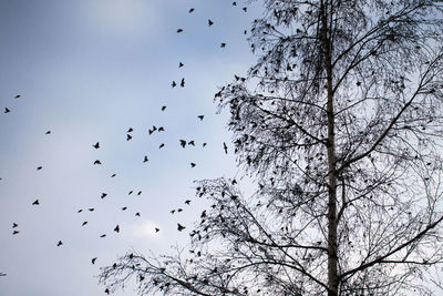 Low angle view of silhouette birds flying in sky