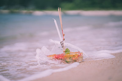 Close-up of red berries on sand at beach