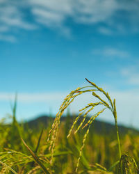 Close-up of wheat growing on field against sky