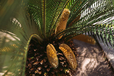 Close-up of pine cone on tree