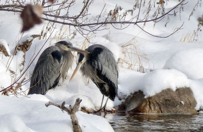 View of birds on snow covered landscape