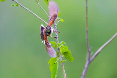 Close-up of insect on plant