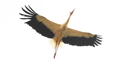 Close-up of bird flying against white background