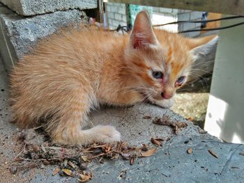 Close-up of cat