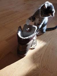 High angle view of a cat on wooden floor