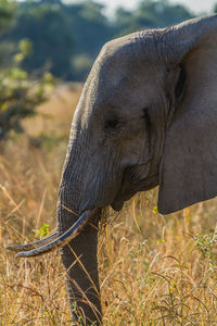 Close-up of elephant on land