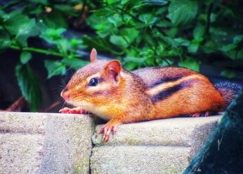 Close-up of squirrel