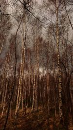 Bare trees in forest