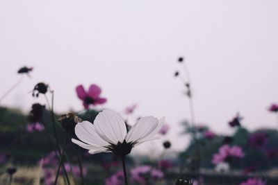 Close-up of flowers