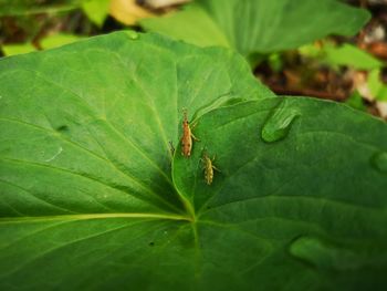 Close-up of insect on leaf