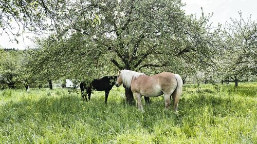 Horse grazing in a field