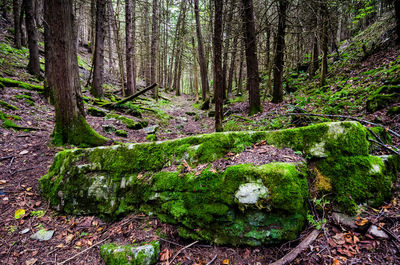 Trees growing in forest