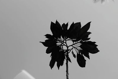 Close-up of flower against sky