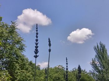 Low angle view of trees against sky