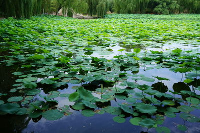 Water lily in lake