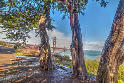 Panoramic view of trees against sky