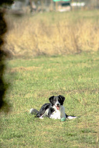 Portrait of dog sitting on grass