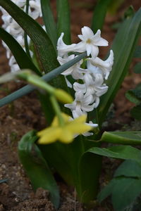 Close-up of white flowering plant