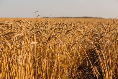 Close up of ripe wheat ears. beautiful backdrop of ripening ears of golden field.