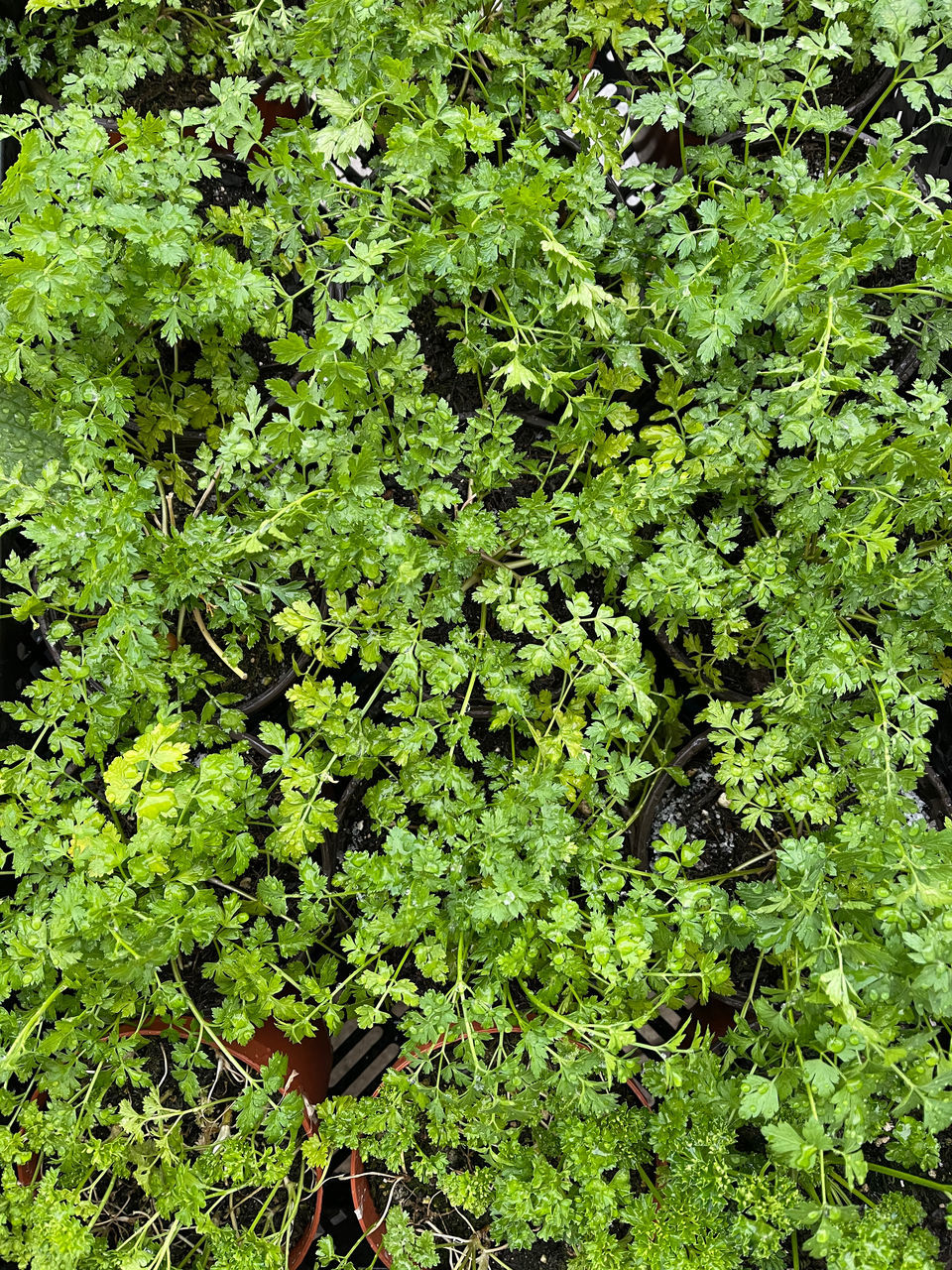 HIGH ANGLE VIEW OF TREES GROWING IN FOREST