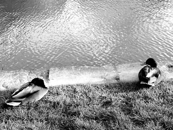 High angle view of couple sitting on lake