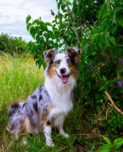 View of dog sitting on field