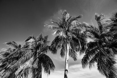 Low angle view of palm trees against sky