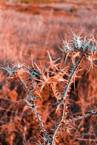 Close-up of cactus growing on field